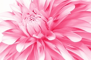 唯美粉色菊花背景墙