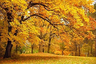 3D秋景黄色树叶背景墙