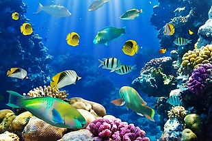 3D绚丽多彩美轮美奂的海底世界背景墙