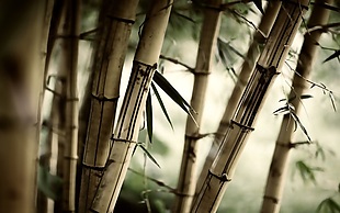 中式风竹林