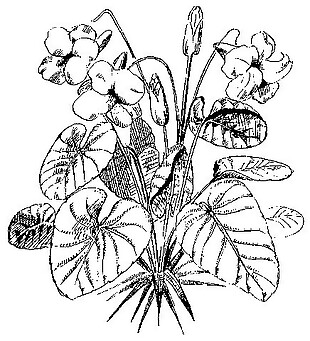 中式图案花边黑白图白描花卉