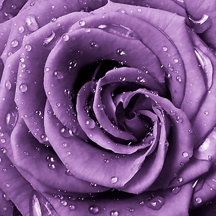 紫色玫瑰装饰画素材