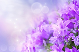 紫色浪漫装饰画效果图