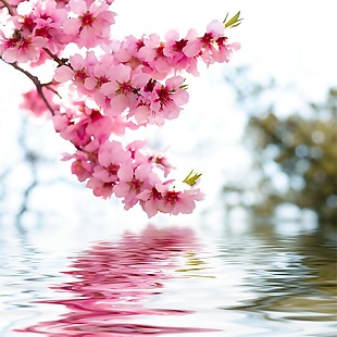 水中桃花装饰画效果图