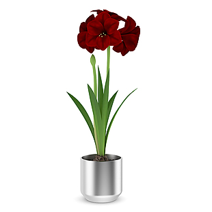 红色花卉模型素材