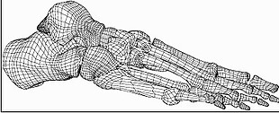 三维立体人体脚骨设计图