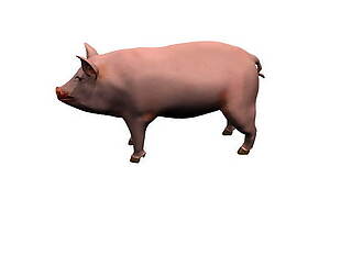 肥胖小猪模型