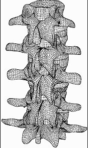 动画立体脊椎设计模型素材