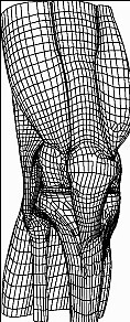 动画三维立体膝盖设计图