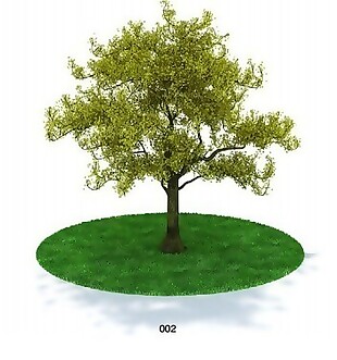 绿树模型素材