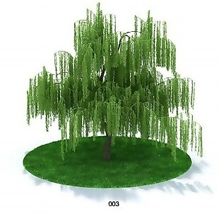 柳树模型素材