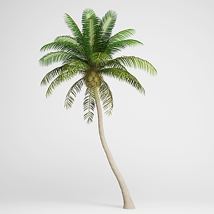椰子树模型素材