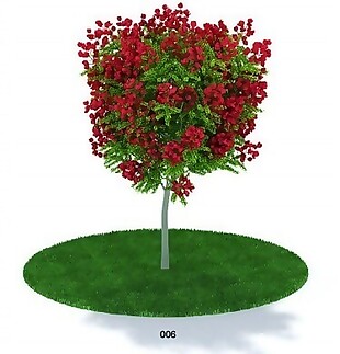 红花树木模型