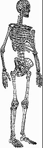 人体骨骼结构图设计模型