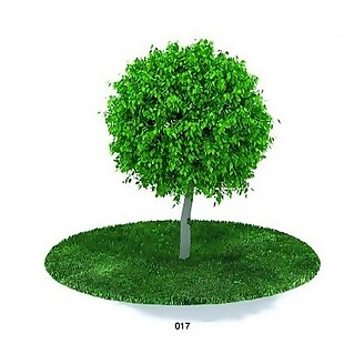 常绿植物模型素材