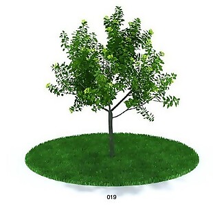 乔木植物模型
