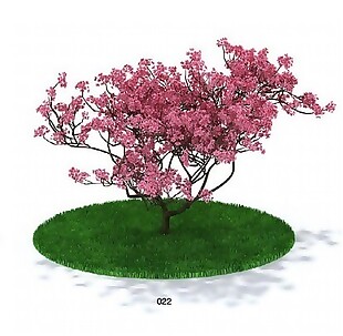 樱花植物模型素材