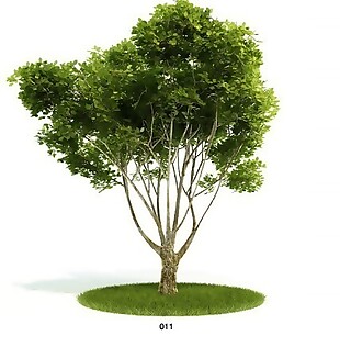 绿树模型