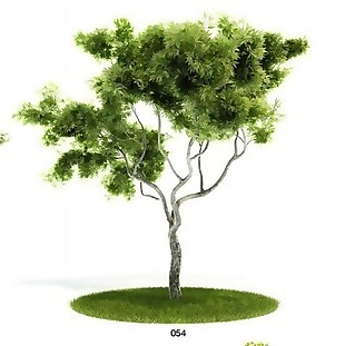 常绿植物模型