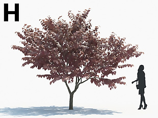 乔木大树模型