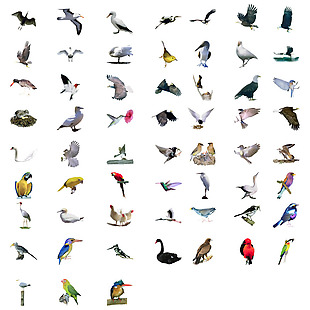 鸟类生物集合图案