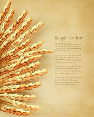 小麦麦穗背景