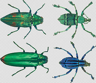各种甲虫免抠png透明图层素材