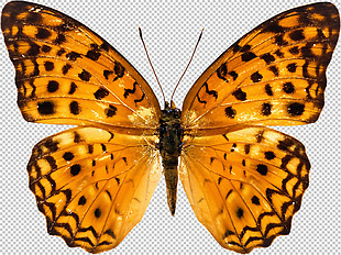 橙色的蝴蝶免抠png透明图层素材