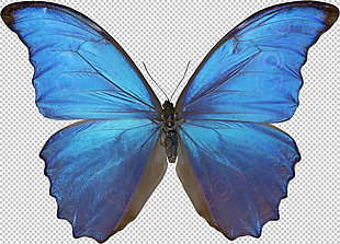 漂亮蓝色蝴蝶免抠png透明图层素材