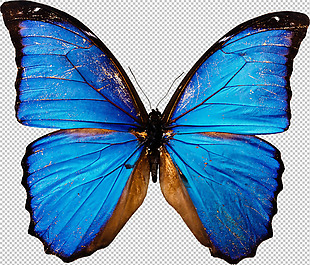 蓝色的蝴蝶免抠png透明图层素材