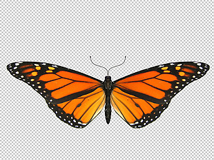 蝴蝶手绘免抠png透明图层素材