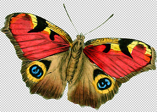 漂亮的蝴蝶免抠png透明图层素材