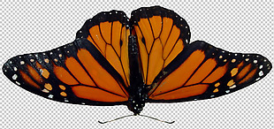 漂亮的蝴蝶免抠png透明图层素材