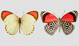 蝴蝶标本图免抠png透明图层素材