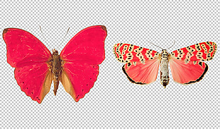 漂亮的红色蝴蝶免抠png透明图层素材