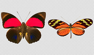 两只彩色蝴蝶免抠png透明图层素材