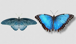 两只蓝色蝴蝶免抠png透明图层素材