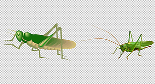 两只绿色蝗虫免抠png透明图层素材