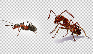 两只红蚂蚁免抠png透明图层素材