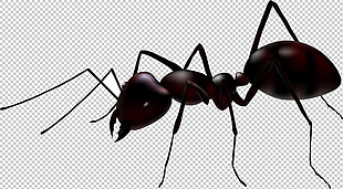 蚂蚁图片免抠png透明图层素材