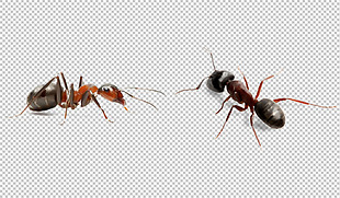 小蚂蚁图片免抠png透明图层素材