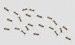 一群蚂蚁免抠png透明图层素材