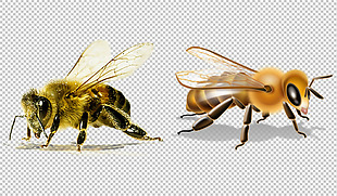 蜜蜂高清图片免抠png透明图层素材