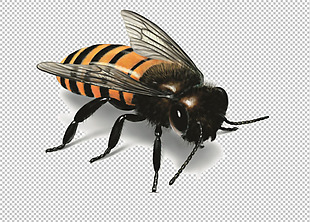 蜜蜂蜂王图片免抠png透明图层素材