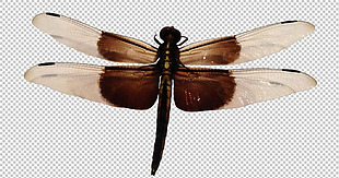 棕色蜻蜓免抠png透明图层素材