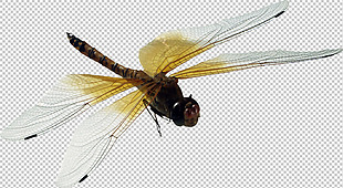 蜻蜓卡通图片免抠png透明图层素材
