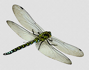 手绘漂亮蜻蜓免抠png透明图层素材