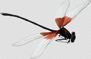 漂亮蜻蜓免抠png透明图层素材