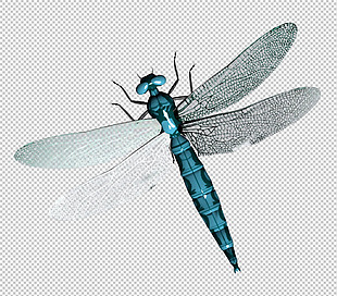 蓝色的蜻蜓免抠png透明图层素材