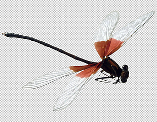 手绘蜻蜓免抠png透明图层素材
